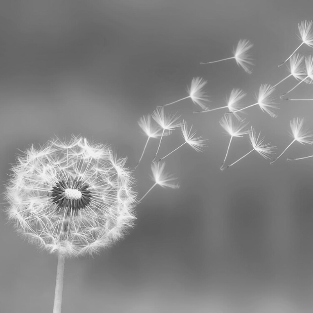 Paardenbloem